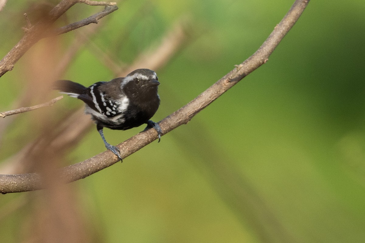 Northern White-fringed Antwren - ML641614898