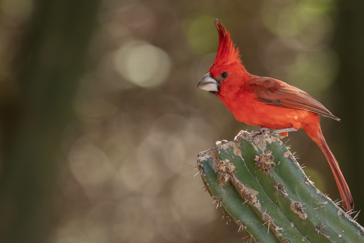 Vermilion Cardinal - ML641614921