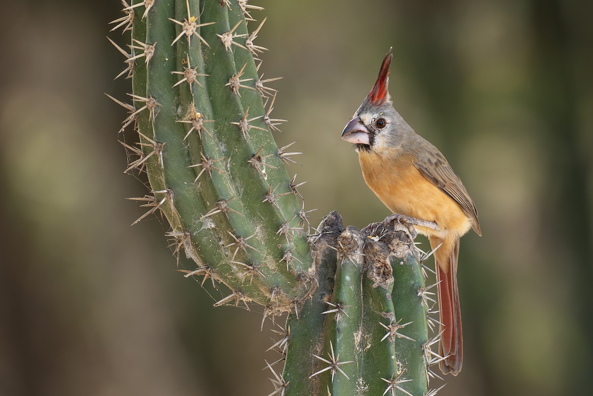 Vermilion Cardinal - ML641614922