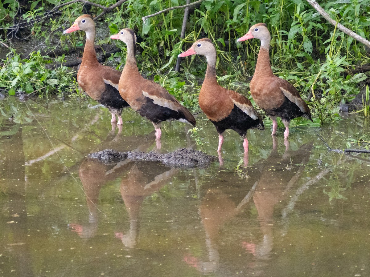 Black-bellied Whistling-Duck - ML641614923