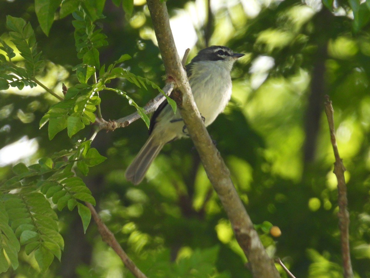 Venezuelan Tyrannulet - ML641614946