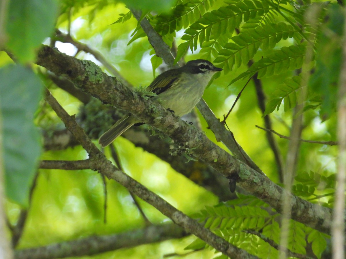 Venezuelan Tyrannulet - ML641614948