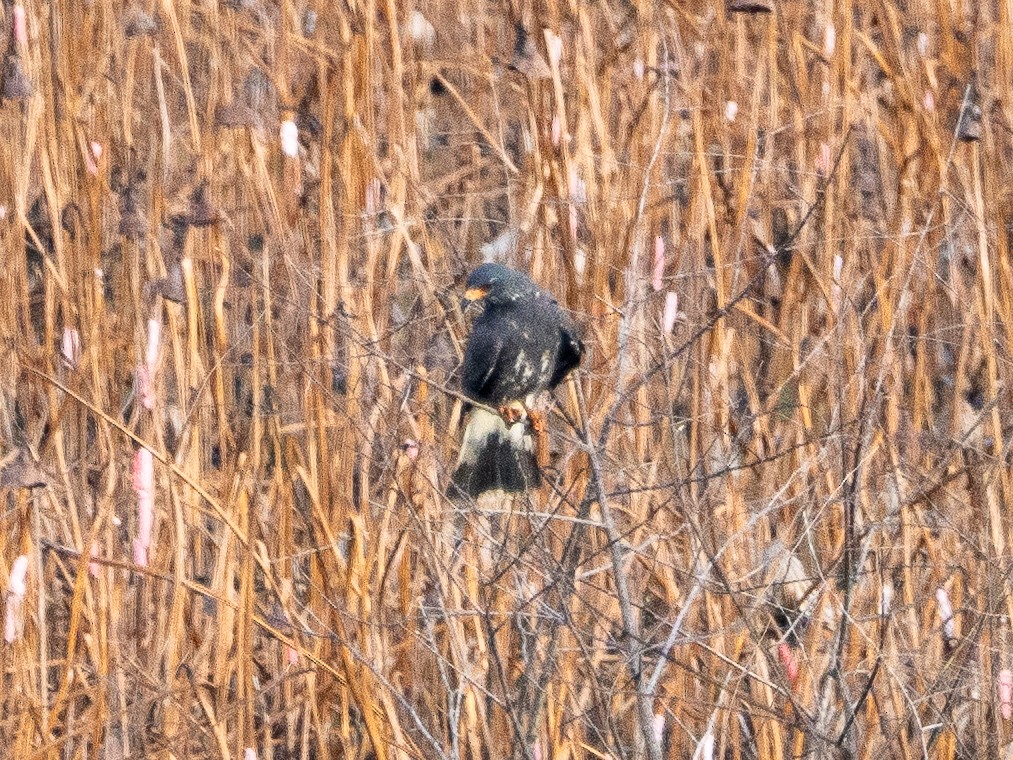 Snail Kite - ML641614980