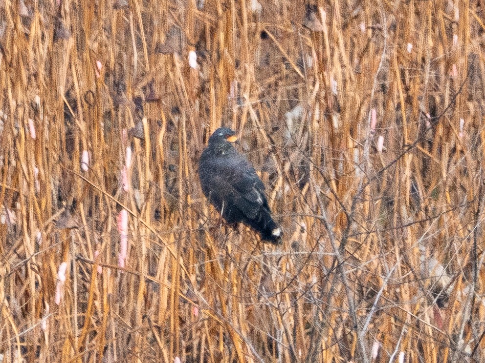 Snail Kite - ML641614981