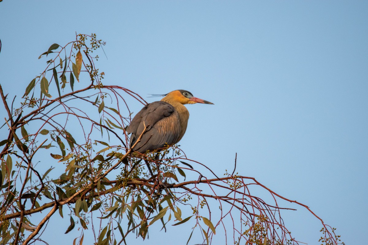 Whistling Heron - ML641614998