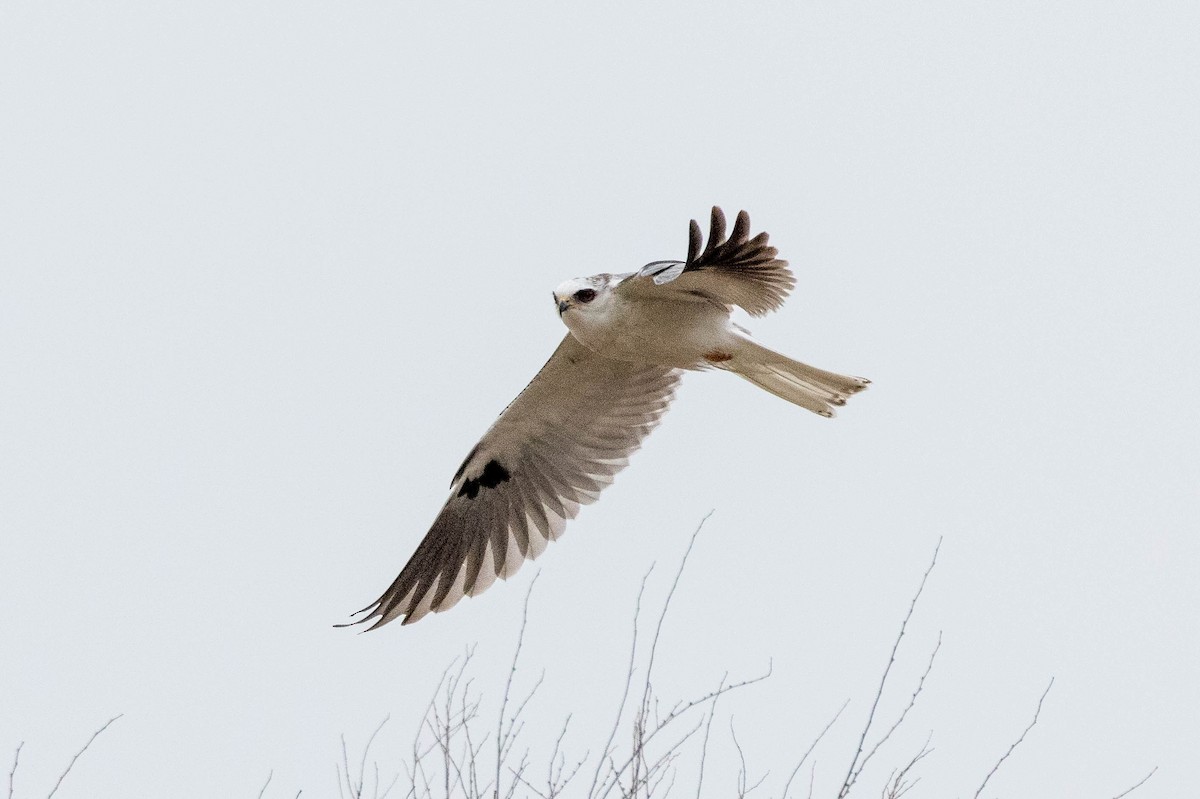 White-tailed Kite - ML641615014