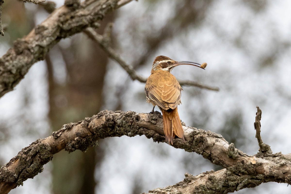 Scimitar-billed Woodcreeper - ML641615026