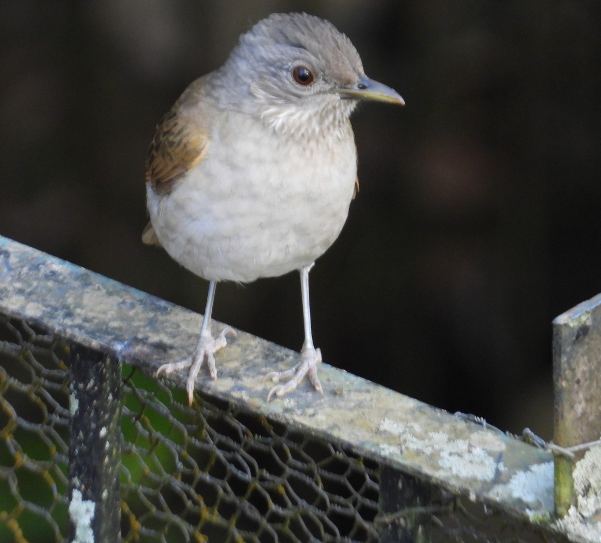 Pale-breasted Thrush - ML641615079