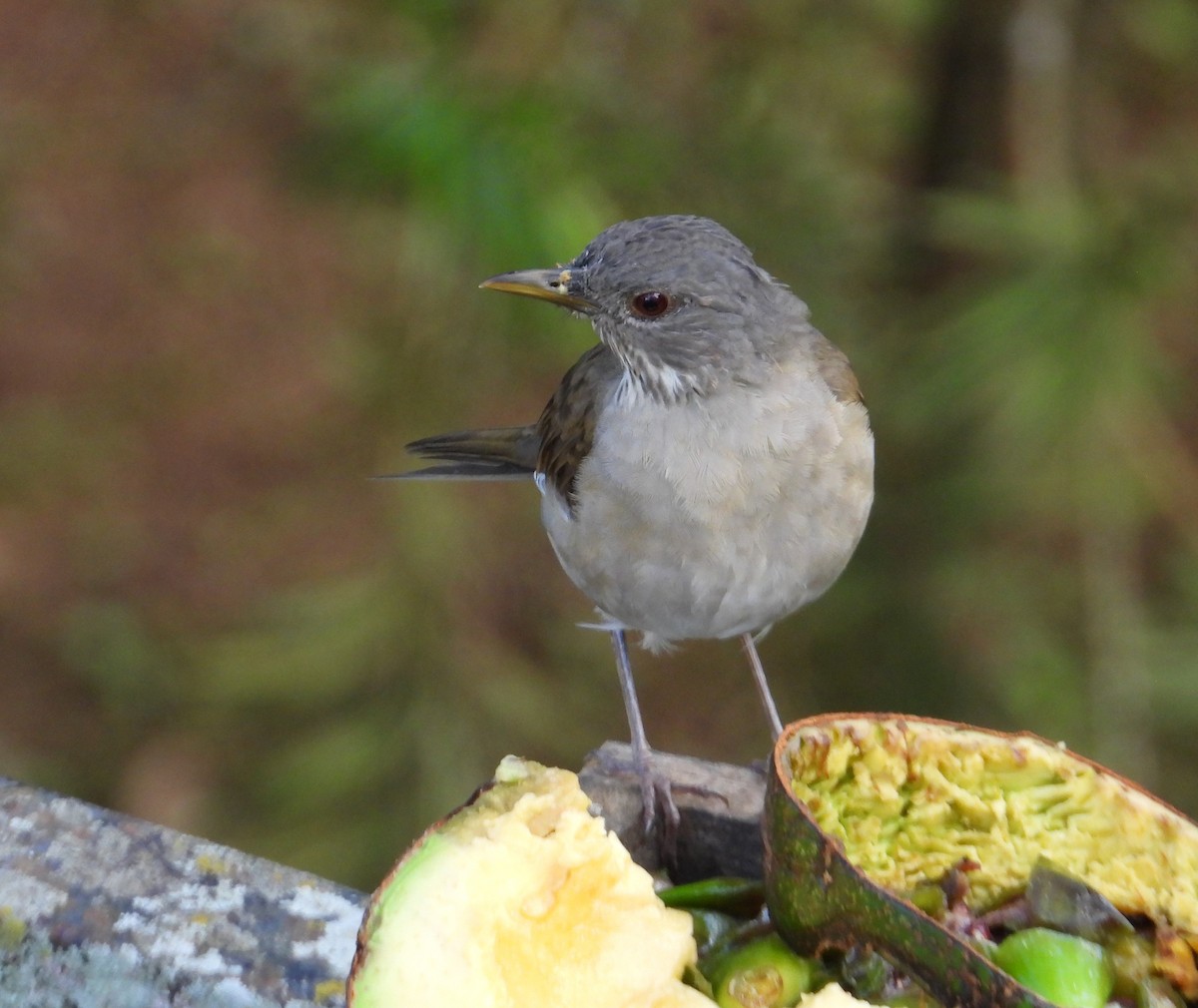 Pale-breasted Thrush - ML641615088