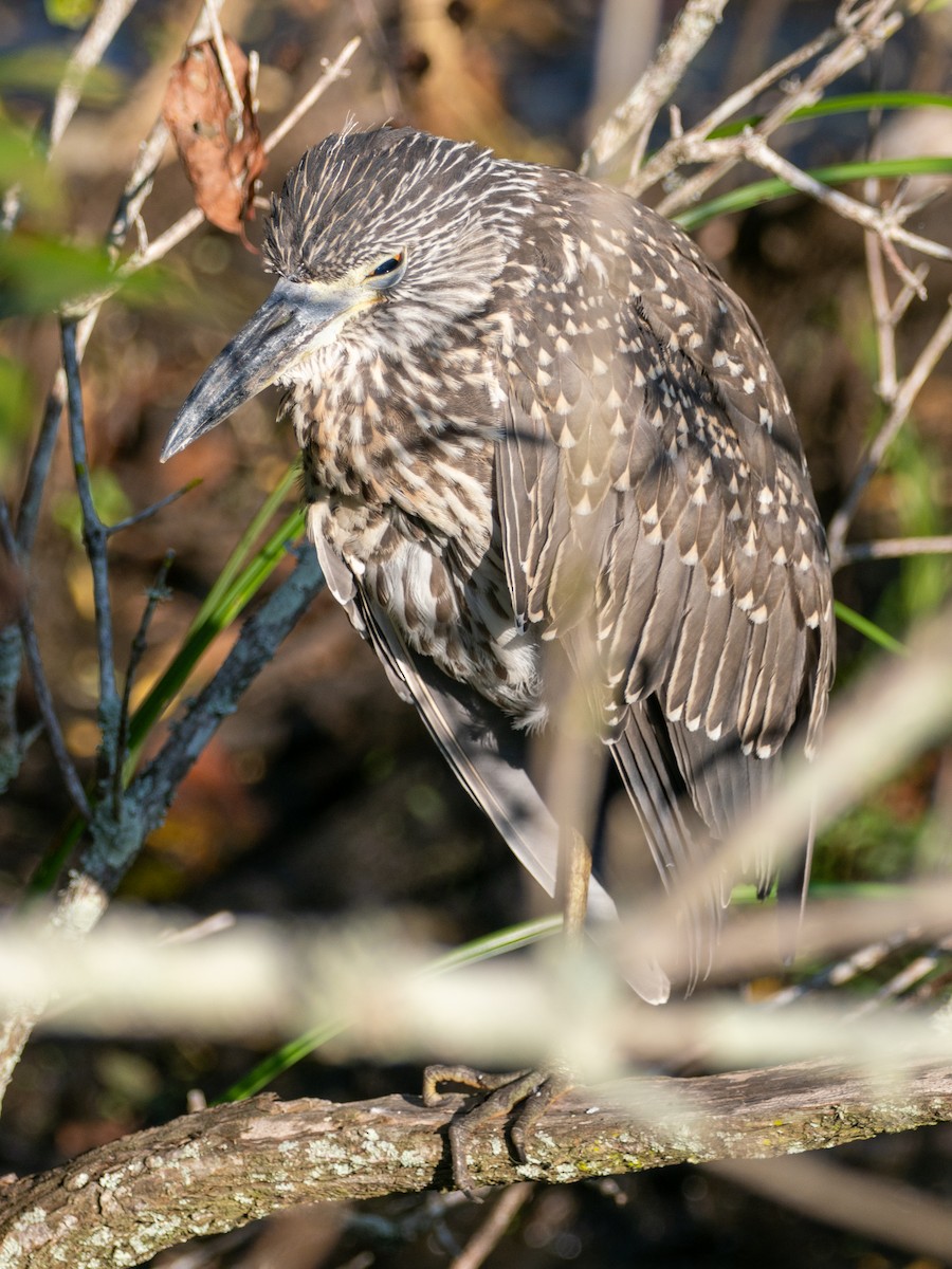 Yellow-crowned Night Heron - ML641615089
