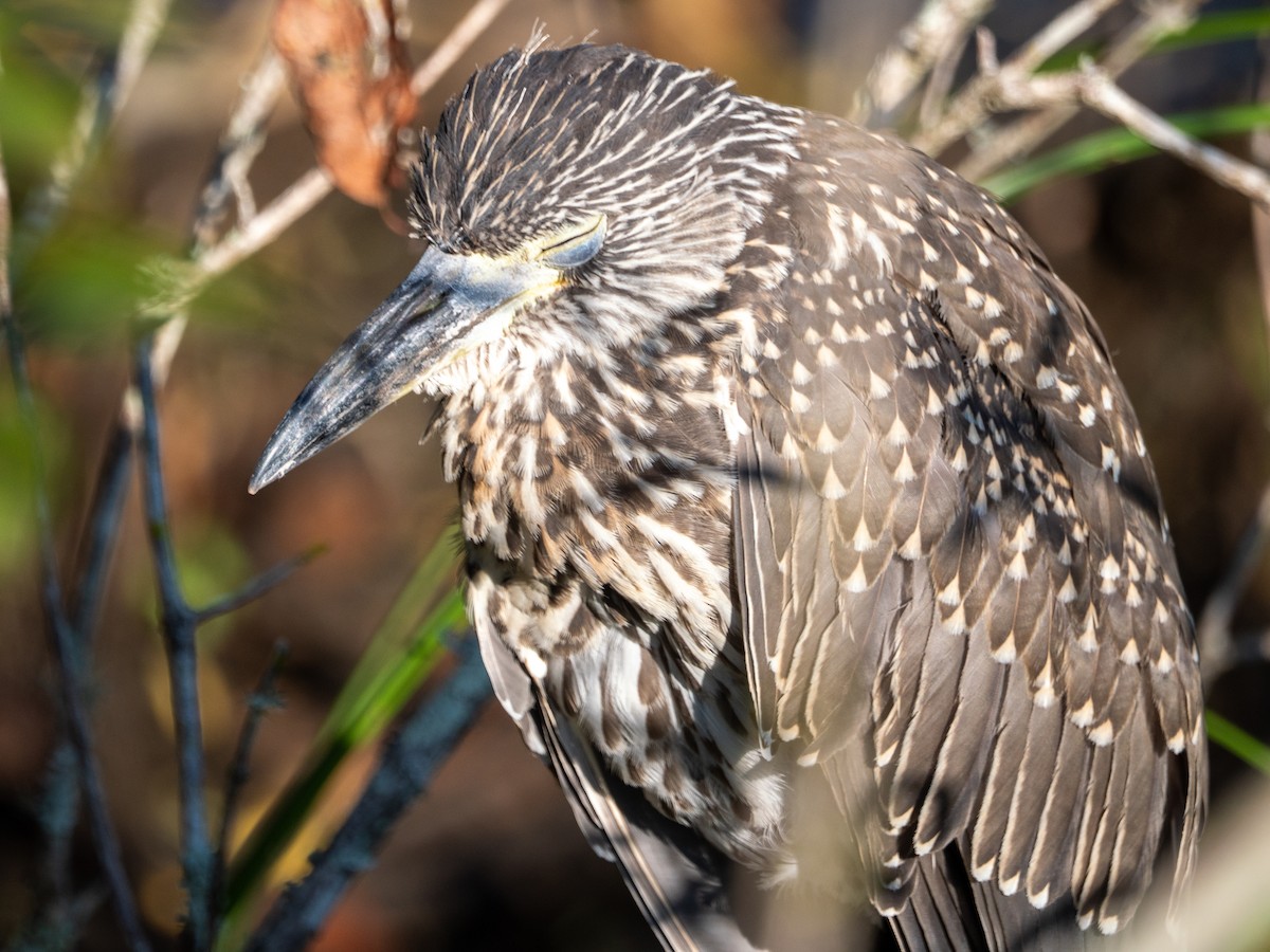 Yellow-crowned Night Heron - ML641615090