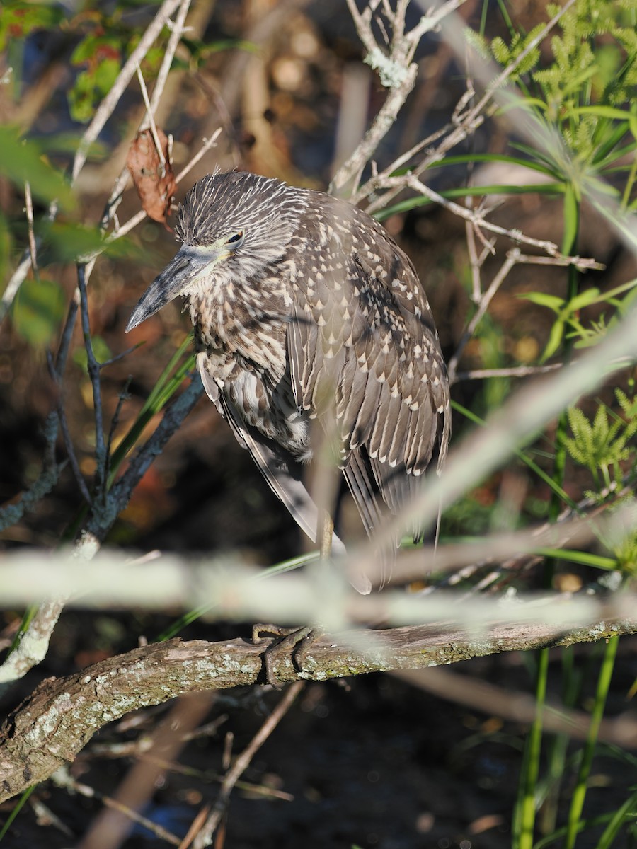 Yellow-crowned Night Heron - ML641615091
