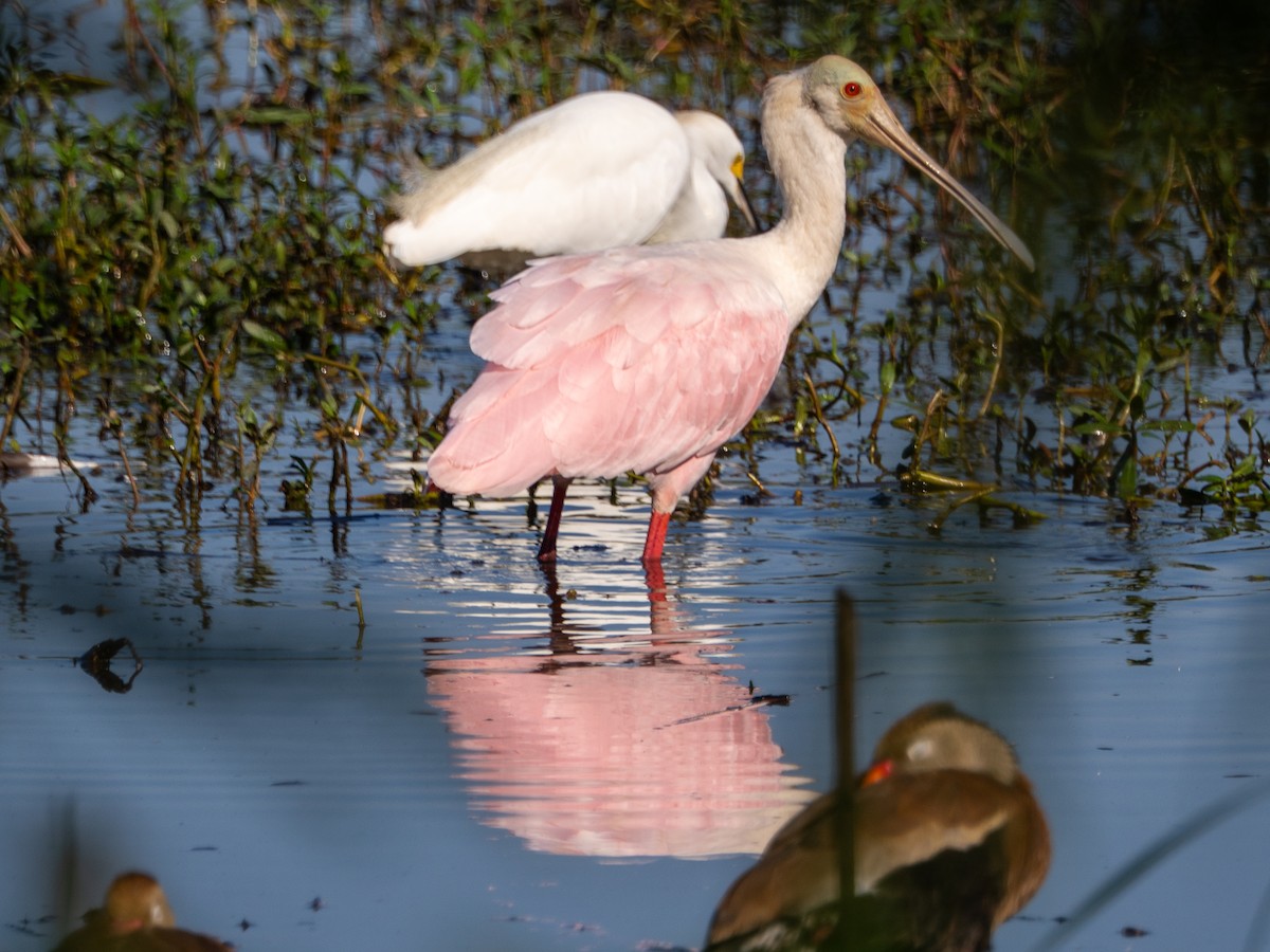 Roseate Spoonbill - ML641615097