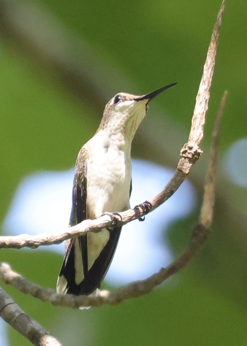 Ruby-throated Hummingbird - ML641615114