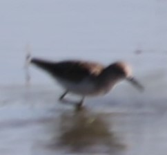 西濱鷸 - ML641615121