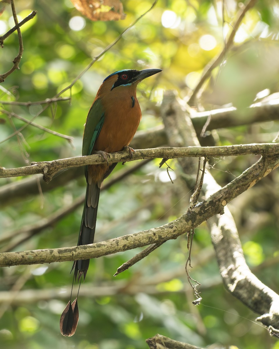 Whooping Motmot (Whooping) - ML641615138