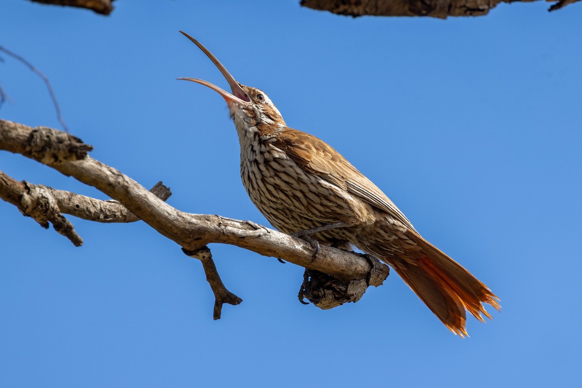 Scimitar-billed Woodcreeper - ML641615139