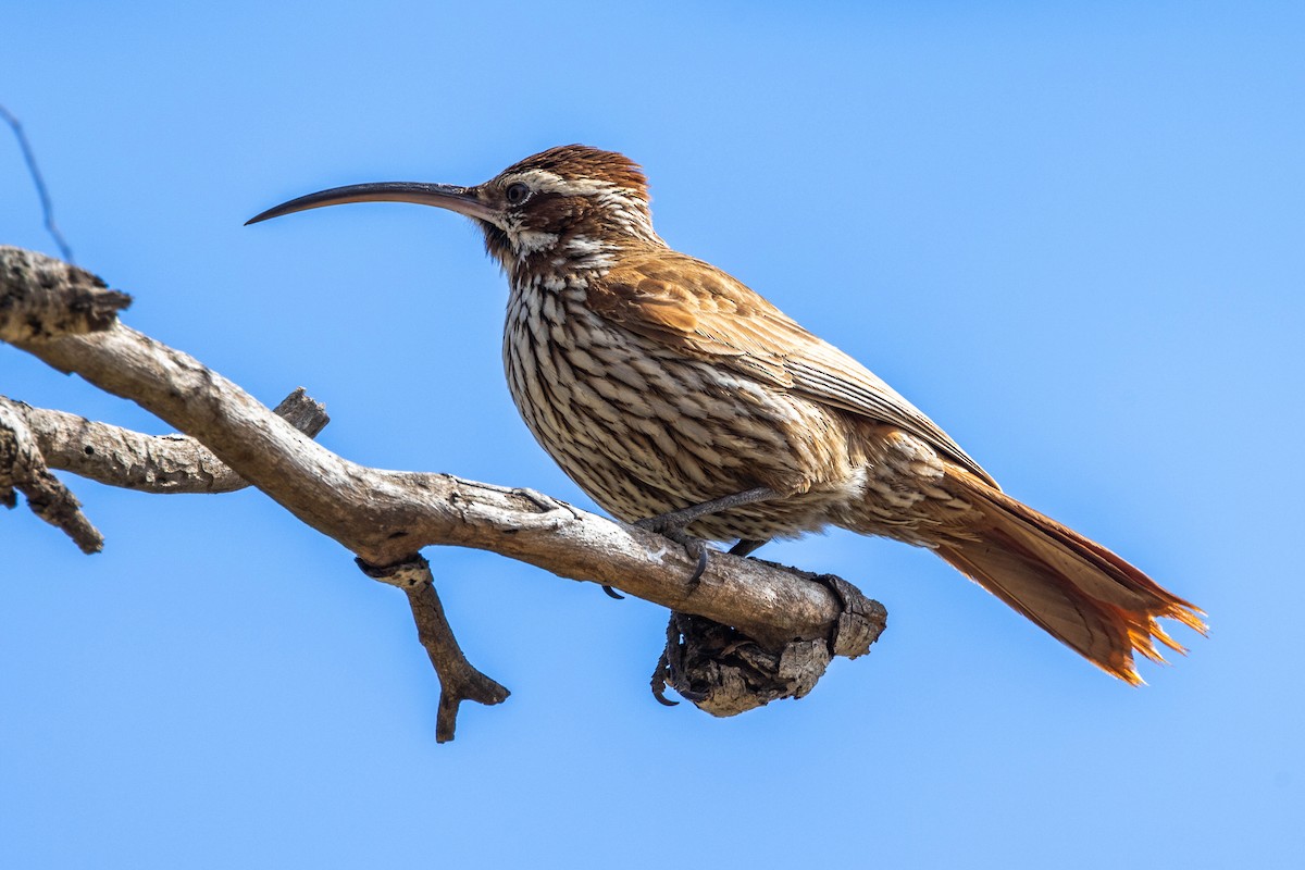 Scimitar-billed Woodcreeper - ML641615150