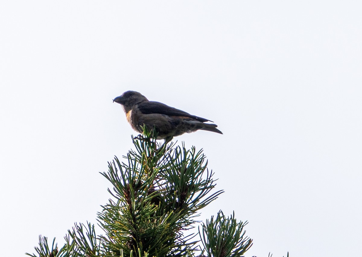 vrifurukorsnebb - ML641615154