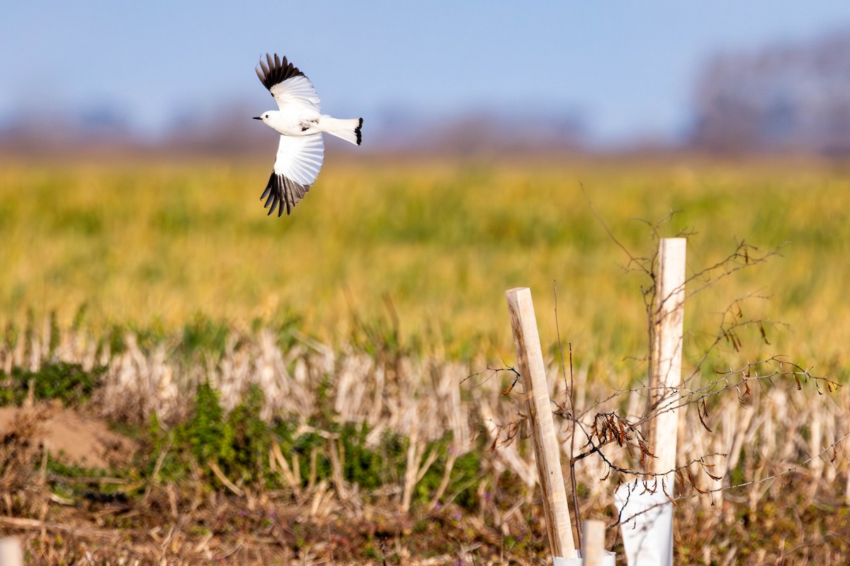 White Monjita - ML641615165