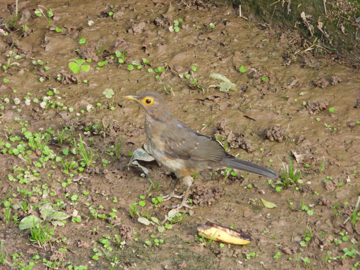 Spectacled Thrush - ML641615166