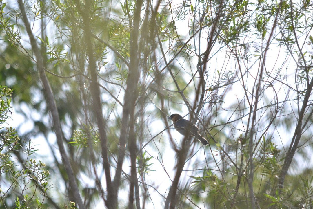 Cinnamon Tanager - ML641615167