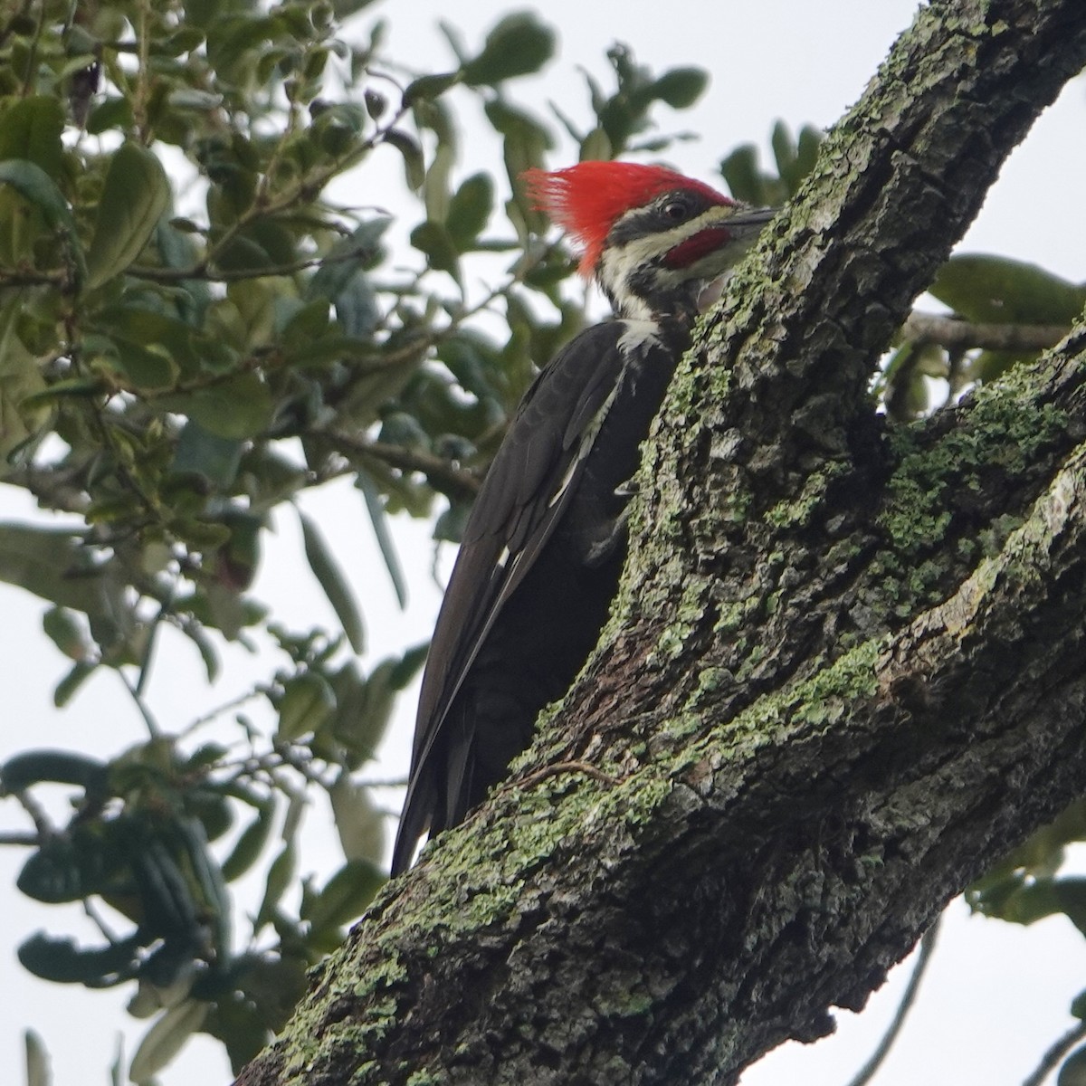 Pileated Woodpecker - ML641615188
