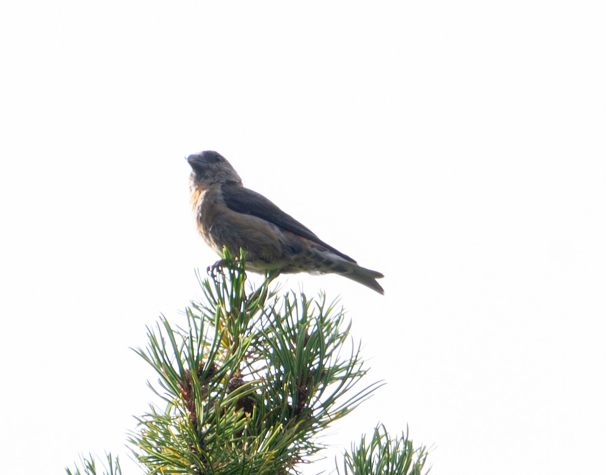 vrifurukorsnebb - ML641615189