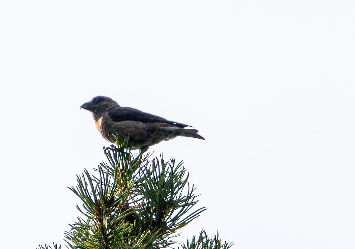 vrifurukorsnebb - ML641615190