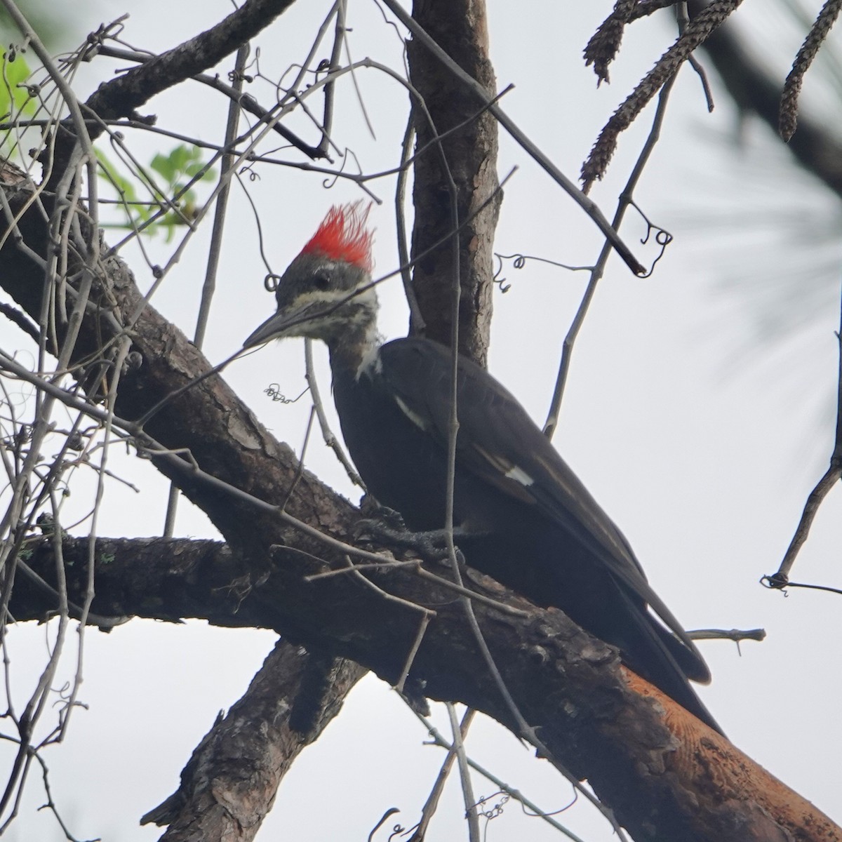 Pileated Woodpecker - ML641615191