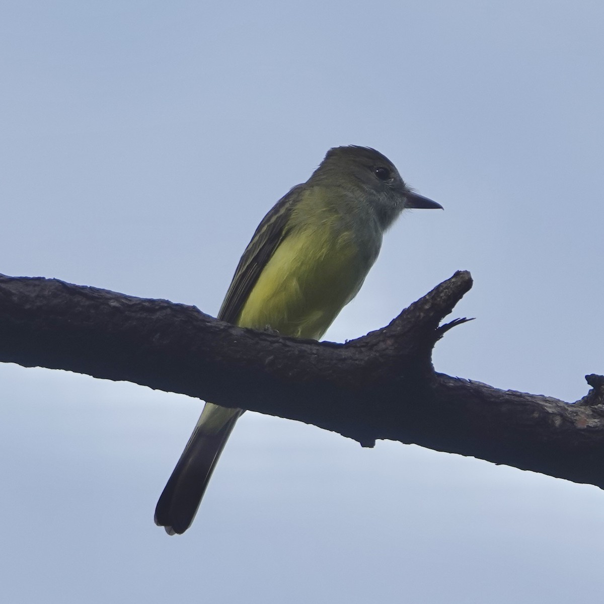Great Crested Flycatcher - ML641615193