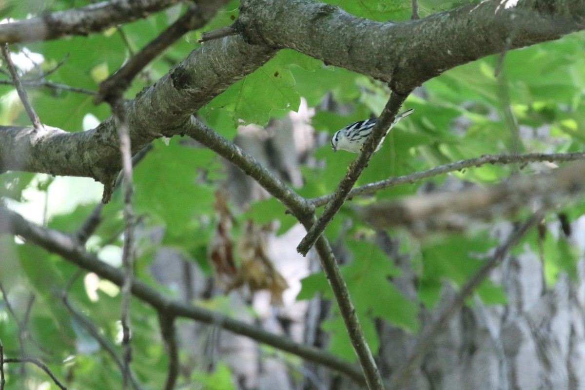 Black-and-white Warbler - ML641615199