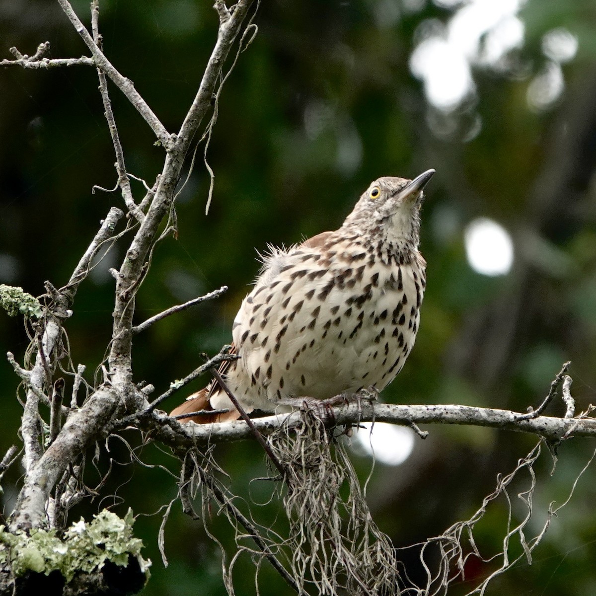 Brown Thrasher - ML641615200