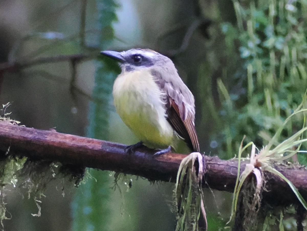 Golden-bellied Flycatcher - ML641615205