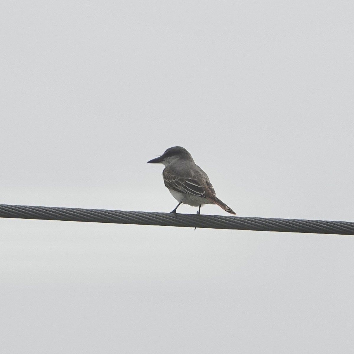 Gray Kingbird - ML641615206
