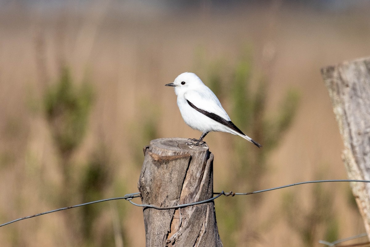 White Monjita - ML641615211