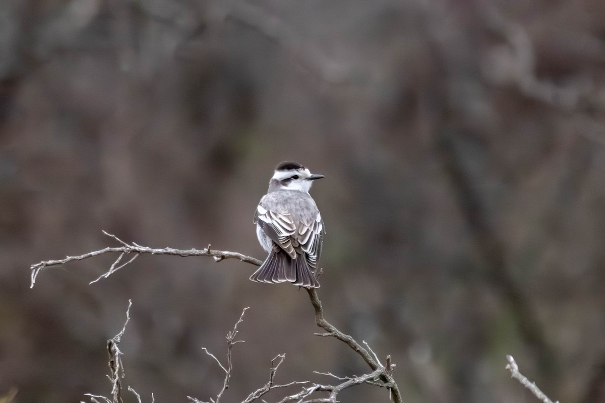 Black-crowned Monjita - ML641615222