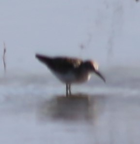西濱鷸 - ML641615224