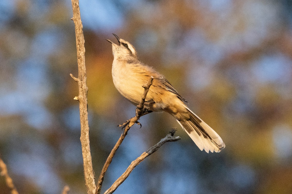 Chalk-browed Mockingbird - ML641615236