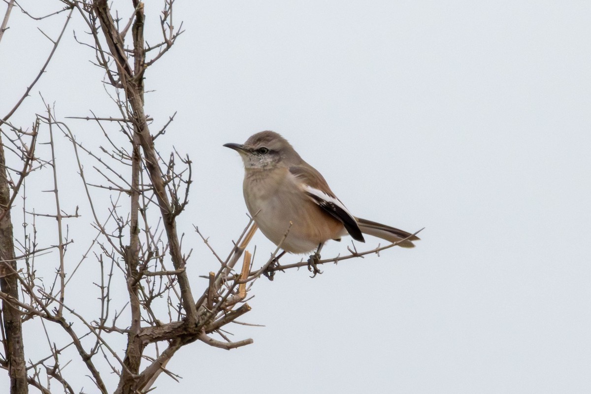 White-banded Mockingbird - ML641615243