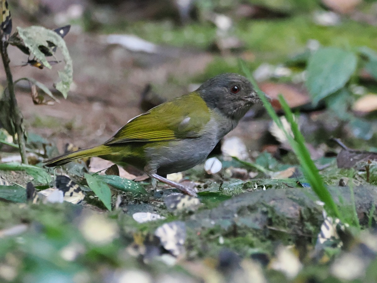 Dusky Chlorospingus - ML641615245