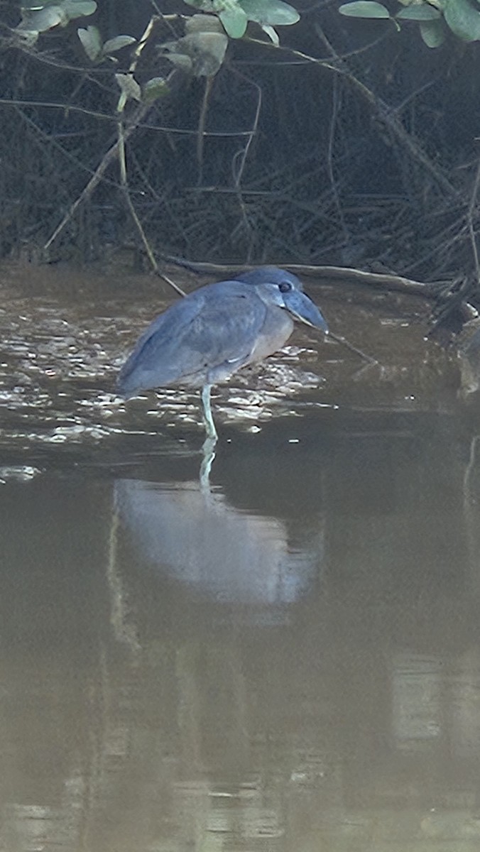 Boat-billed Heron - ML641615248