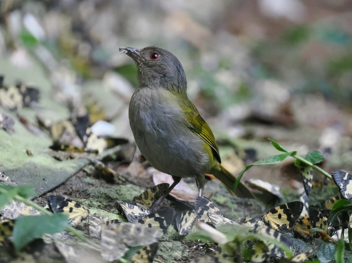 Dusky Chlorospingus - ML641615286