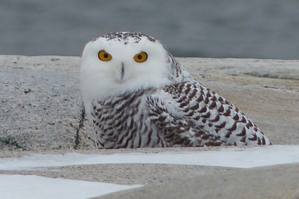 Snowy Owl - ML641615300