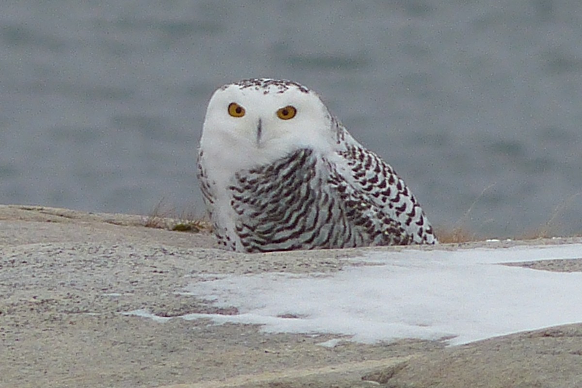 Snowy Owl - ML641615301