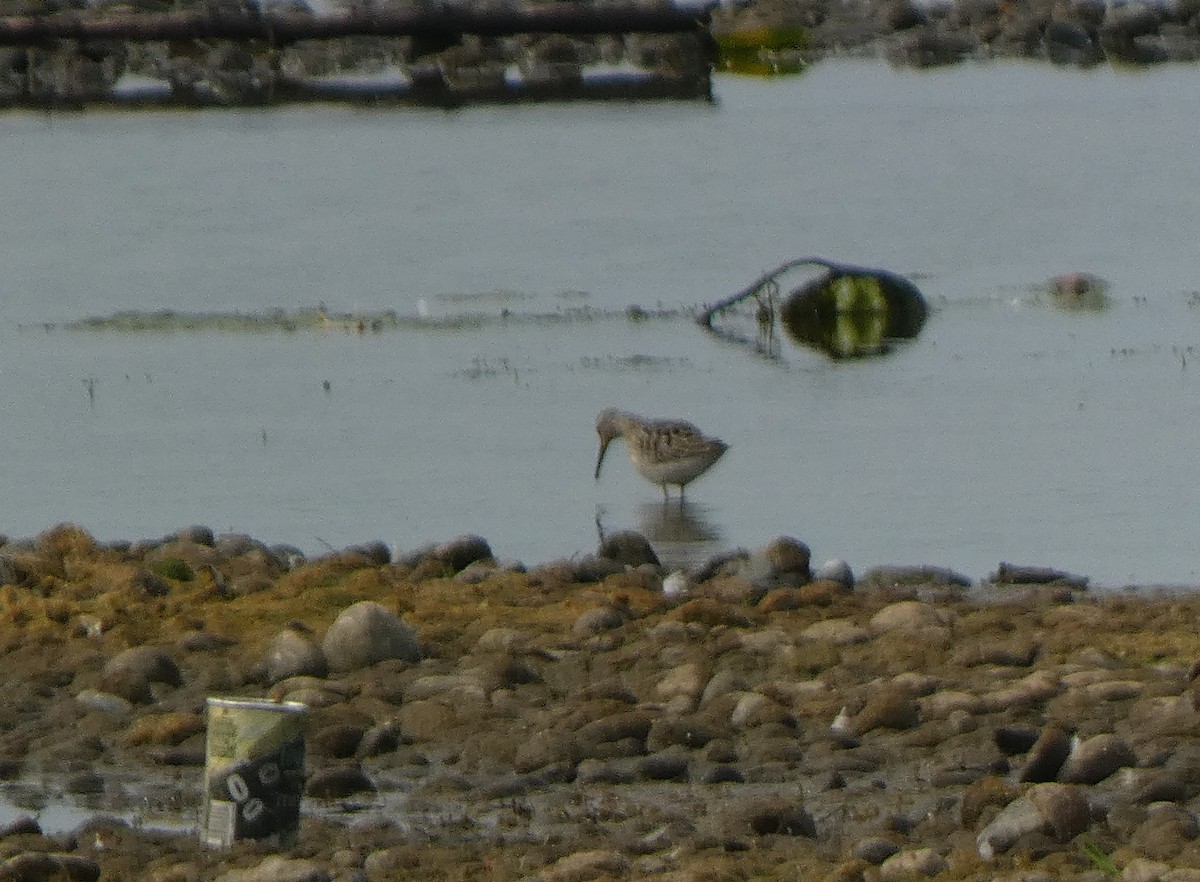 Stilt Sandpiper - ML641615384