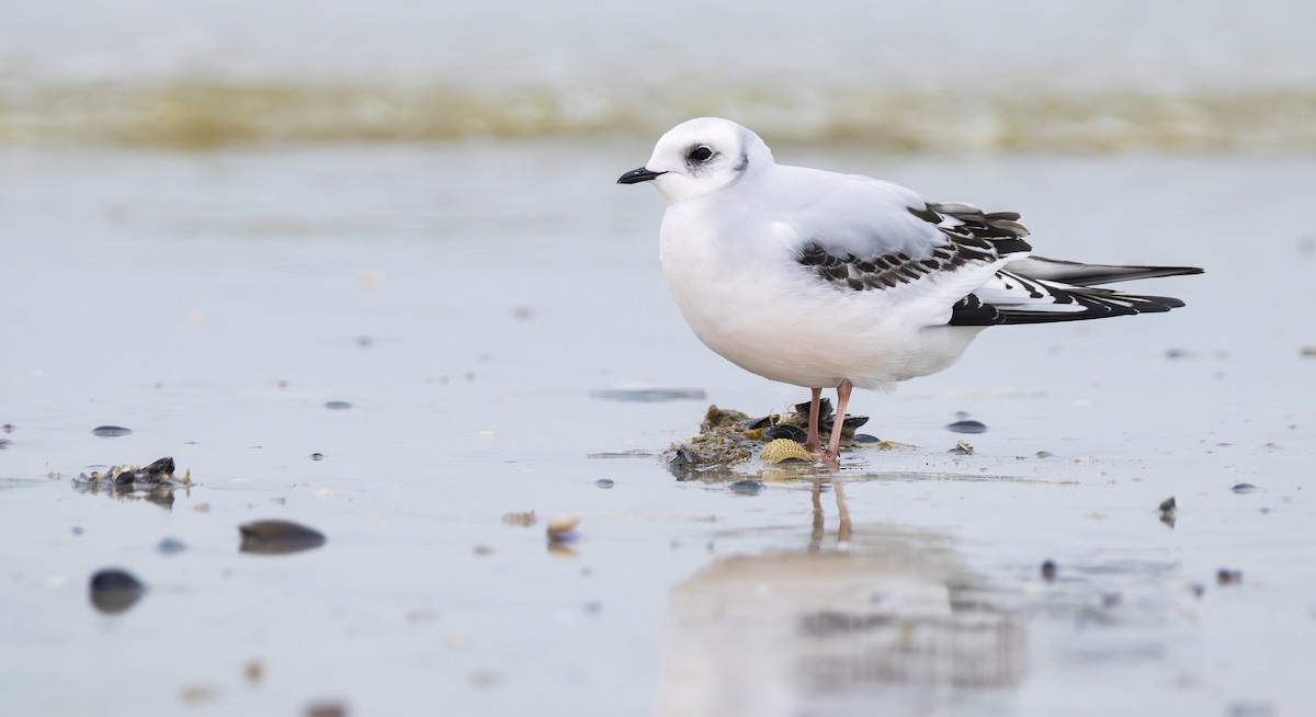 Ross's Gull - ML641615433