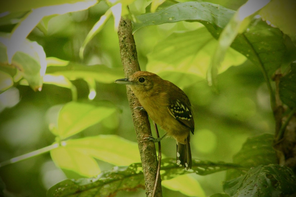 Black-crowned Antshrike - ML641615438