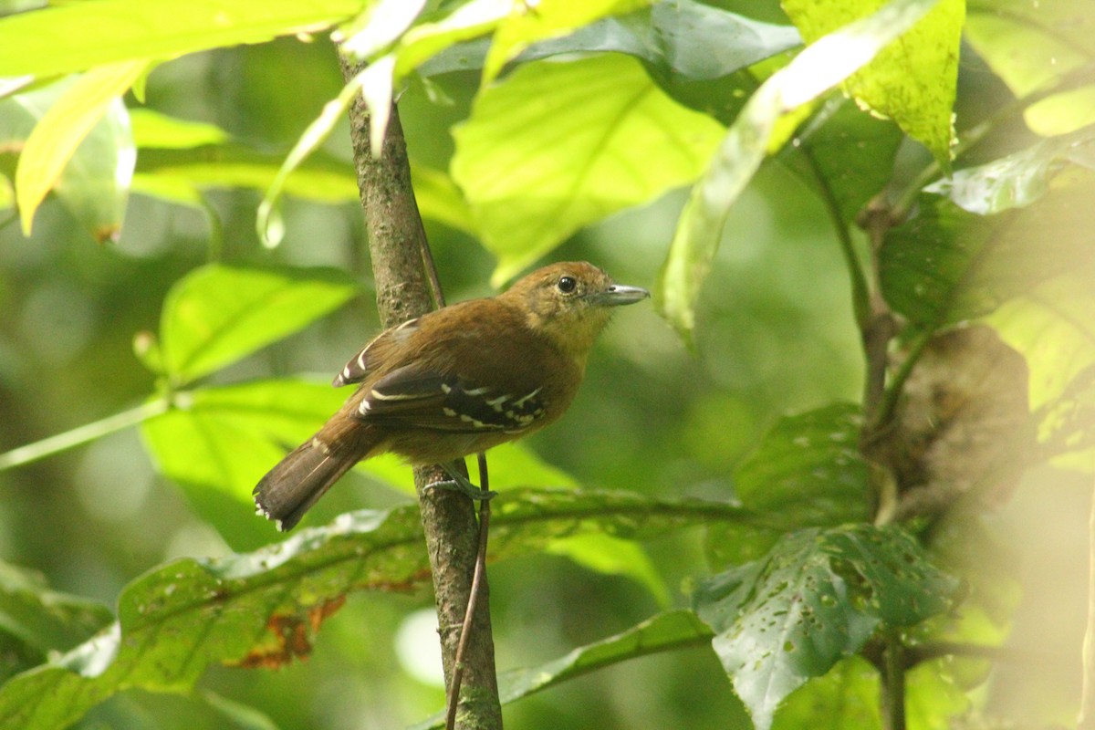 Black-crowned Antshrike - ML641615439