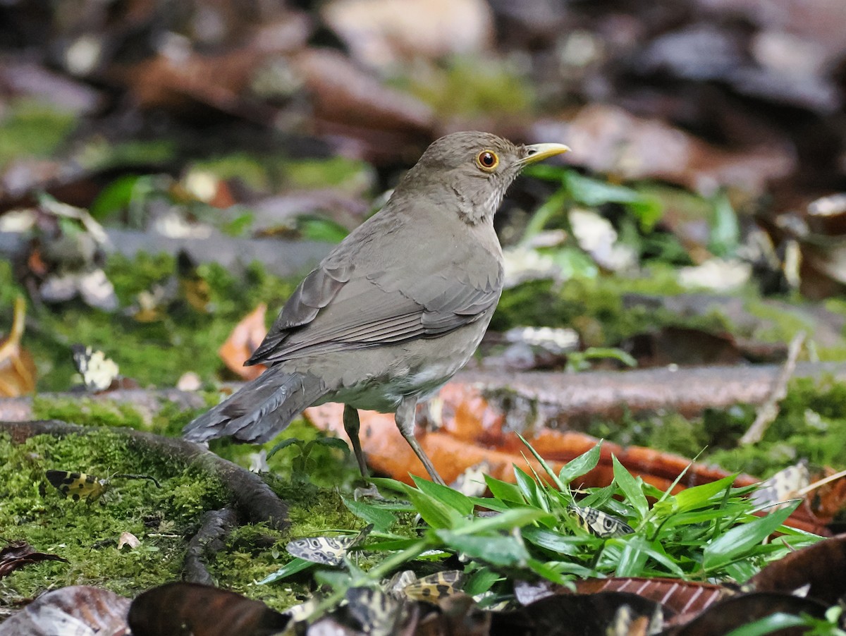 Ecuadorian Thrush - ML641615491